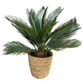 Cycas natural - Palmier Sagotier Revoluta